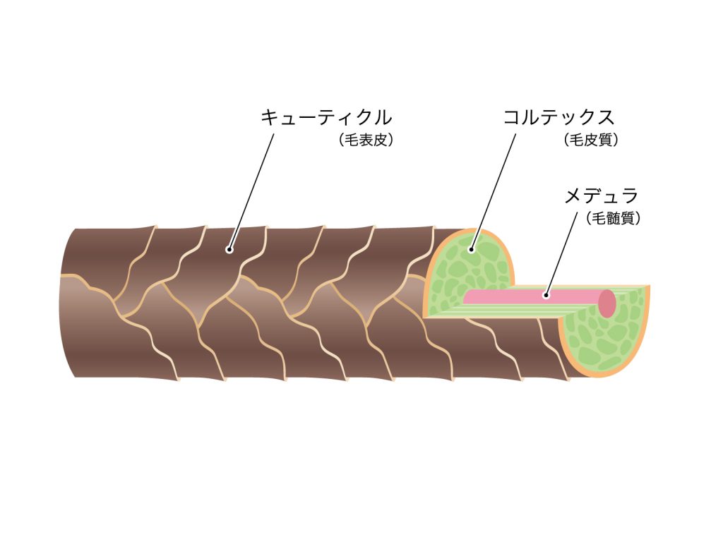 キューティクルとは?【髪を外部の刺激から守る防護服】