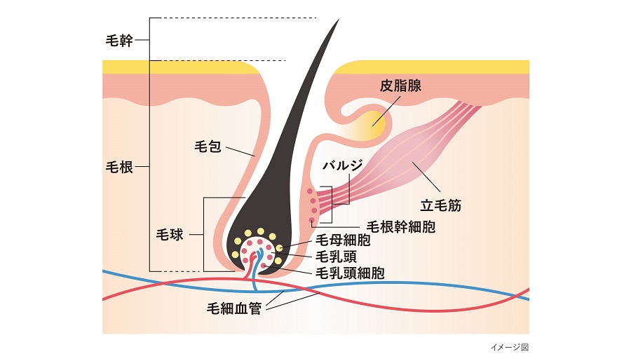 clayence_毛根の構造