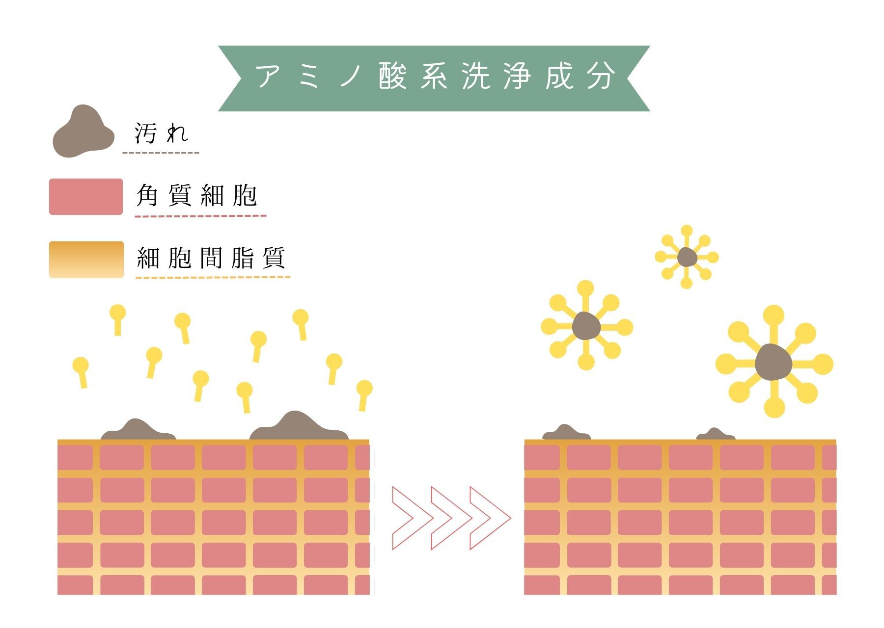 アミノ酸系・ベタイン系の洗浄成分