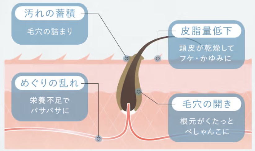 頭皮への効果①